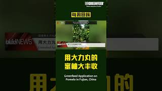 每周回顾 Weekly News 用大力丸的蜜柚大丰收｜Greenfeed Application on Pomelo in Fujian China [upl. by Ahsya]