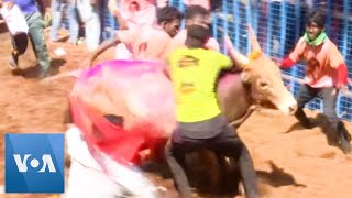 One Dead in Southern India’s Traditional BullTaming Festival [upl. by Drofnas]