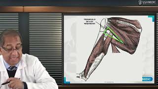 ANATOMÍA DE MIEMBRO SUPERIOR  REGIÓN ESCAPULAR Y DELTOIDEA ARTICULACIÓN DEL HOMBRO  Usamedic [upl. by Weikert]