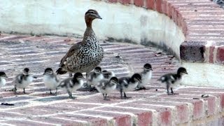 Baby Steps 13 Ducklings tackle the stairs Cute ducklings following mother [upl. by Anined446]