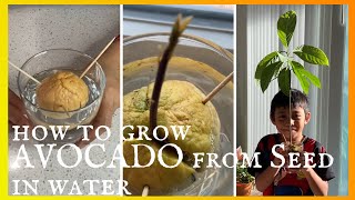 How To Grow Avocado From Seed in Water  Simple and Easy Guide [upl. by Anuahsal668]