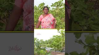 అంజీర తోట ఒక్కో చెట్టుకి 40 కిలోలు anjeer farming raitunestham dryfruits [upl. by Annet]