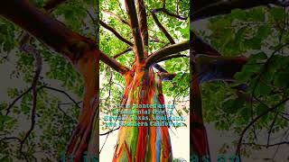 Rainbow Coloured Tree  Rainbow Eucalyptus eucalyptus [upl. by Suoicul391]