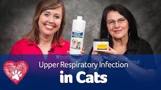 Feline Calici VirusFCV Symptoms l Home Treatment l Necessary Medicine l [upl. by Ermina]