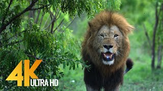 4K African Wildlife  African Nature Showreel 2017 by Robert Hofmeyr [upl. by Aserat264]