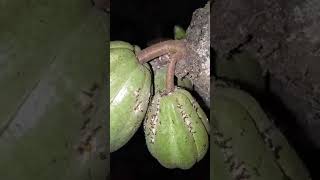 Cochinilla en cultivo de cacao [upl. by Isaiah]