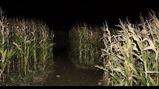 pov that scarecrow isnt the only thing in the cornfields  midwestern gothic inspired playlist [upl. by Atsahc825]