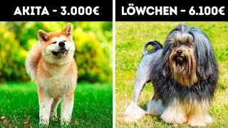 20 entzückende Hunde die ein Vermögen kosten [upl. by Mckenna]