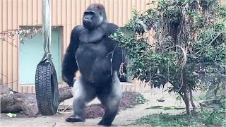 Highlights】27 series Gorillas walking upright on rainy days｜Momotaro family [upl. by Sola428]