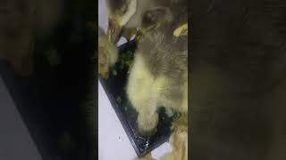 Гусята едят лук \Goslings eat onions [upl. by Novahs]