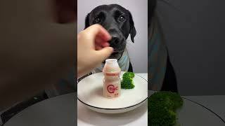 Mama’s favorite yogurt drink 🥤pets dog cute youtubeshorts [upl. by Oralee]