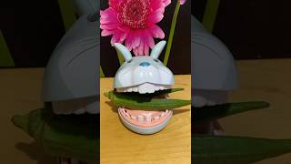 Okra for Bunny satisfying trendingviralshort asmr [upl. by Quill]