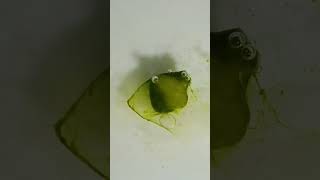 Algae crazy photosynthesis bubble [upl. by Modern]