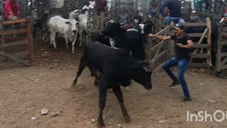 feira do gado de cachoeirinha Pernambuco Brasil parte 13 071120243 [upl. by Agna11]