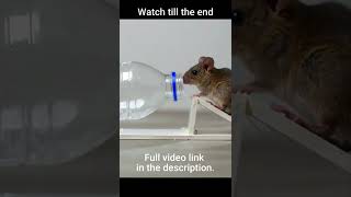 How To Make A Water Bottle MouseRat Trap shorts mousetrap rattrap [upl. by Laertnom793]