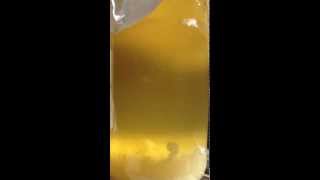 Water Kefir GrainsTibicos Bubbling [upl. by Ati]