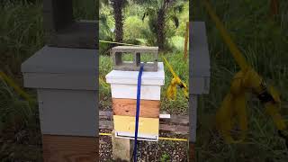 Apiary inspection after Milton hurricane Cocoa FL [upl. by Tudor]