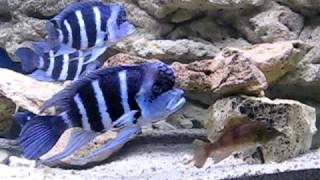 Cyphotilapia gibberosa blue Zaire Moba [upl. by Haduhey]