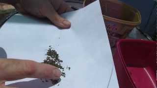 How to save Lettuce Lactuca sativa seed [upl. by Banebrudge]