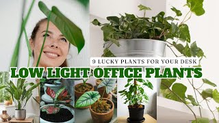 Top 9 Low Light Office Plants for Your Desk [upl. by Tnomel]