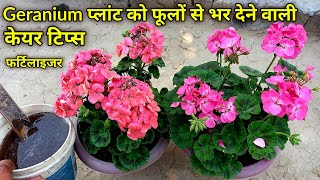 how to grow n care geranium flower plant at home  geranium plant fertilizer  geranium plant care [upl. by Einatirb]