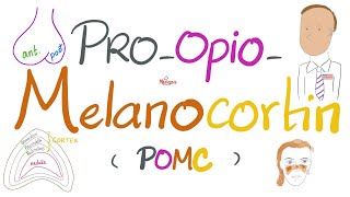 Proopiomelanocortin POMC Melanocytes Stimulating Hormone MSH Skin Pigmentation  Endocrine [upl. by Ised179]