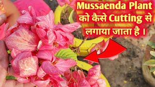 मुशन्दा का कटिंग कैसे लगाए  How To Grow Mussaenda Plant  How To Take Cuttings of Mussaenda Plant 🌱 [upl. by Favian814]