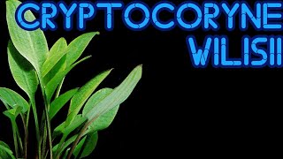 Cryptocoryne Willisii [upl. by Schell]