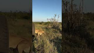 Red Road Male lion protecting his core group of females lions manyeleti soundup [upl. by Antipas]