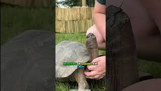 Largest Living Tortoise  Galapagos Tortoise [upl. by Colpin]