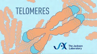 What are telomeres  Telomere animation [upl. by Amis]