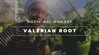 Valerian Root  Benefits and Harvest [upl. by Gilberte]