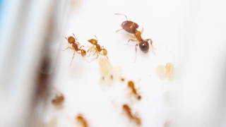 Pheidole obscurithorax P navigans and P bicarinata [upl. by Laet27]