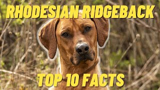 Rhodesian Ridgeback Top 10 FACTS  Pro and Cons of the Rhodesian Ridgeback [upl. by Enelkcaj689]