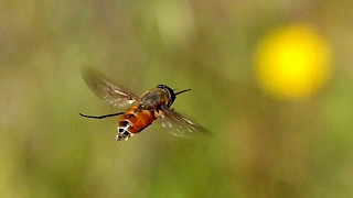 Diptera Flying Flies Slow Motion Moscas em Câmera Lenta [upl. by Scharf]