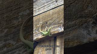 Green Anole Lizard Changing Colors reptiles reptile nature lizard [upl. by Chloras995]