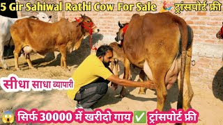 16 किलों दुध Gir Sahiwal गाय 👌 30000 में खरीदो गाय ✅ ट्रांसपोर्ट फ्री 🎉 Top 5 Sahiwal Rathi Cow [upl. by Asiral]