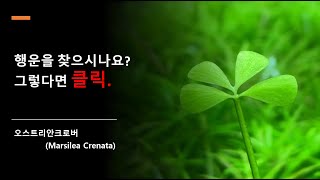 행운을 가져다주는 오스트리안크로버를Marsilea Crenata 소개합니다 [upl. by Cissy]