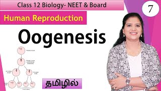 Oogenesis and Folliculogenesis  Class 12 Biology  தமிழ் [upl. by Egnalos]