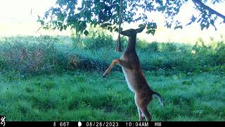 Browning Trail Cameras  Whitetail Fawn and Scent Rope [upl. by Onihc]