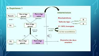 La génétique pas à pas  La génétique Mendélienne [upl. by Donavon]