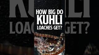 How Big do Kuhli Loaches Get  Kuhli Loaches flipaquatics [upl. by Blondy26]