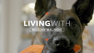 ALL ABOUT LIVING WITH THE BELGIAN MALINOIS [upl. by Pages]