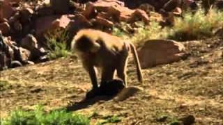 Baboons kidnap and raise feral dogs as pets [upl. by Dugaid]