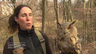 Tierischer Luftkrieg  Raubvögel gegen Krähen  Laupheim [upl. by Ennadroj107]