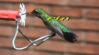 Colibríes Documental tercera parte [upl. by Nnayllas]