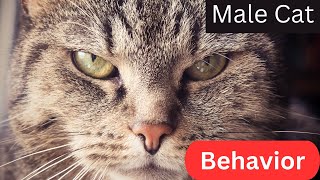 Unraveling the Mystery Decoding Male Cat Behavior [upl. by Stein]