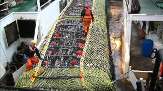 Pollock Fishing in the Bering Sea Alaska [upl. by Votaw561]