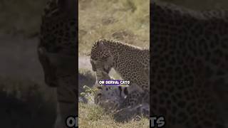 Leopards Hunting Serval Cats in the African Savanna Rare Encounters [upl. by Lerej]