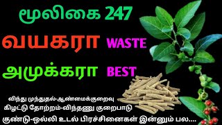 அமுக்கராஅஸ்வகந்தாஅசுவகந்திWithania somniferaPhisalis Somniferaஅலசல்Alasal [upl. by Atilahs588]